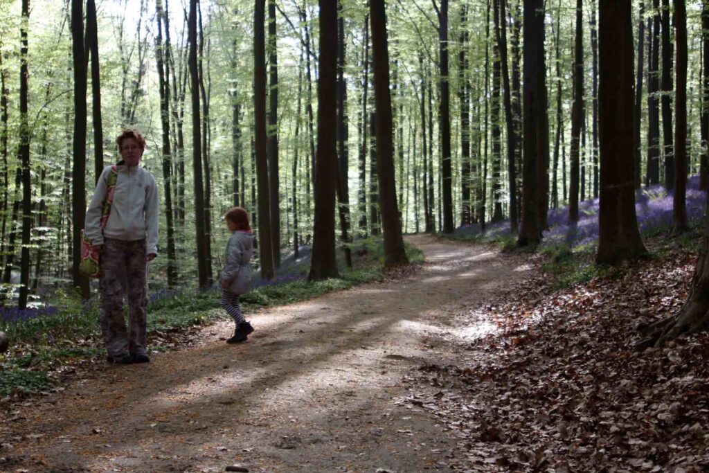Paden door het Hallerbos