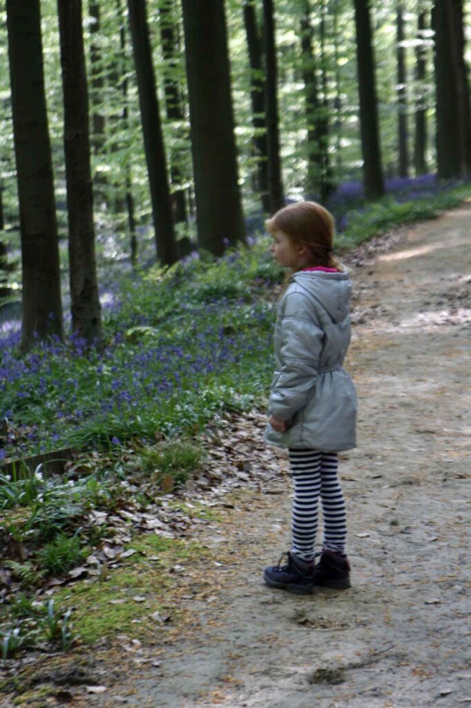Marije in het Hallerbos, België