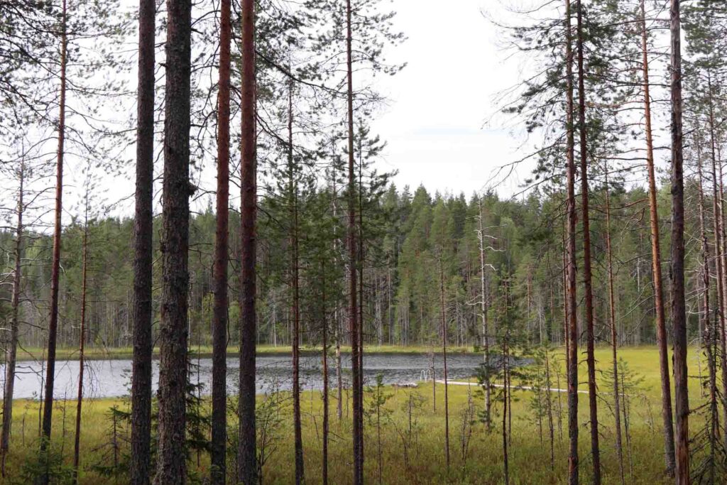 Meertje bij de Palolampi parkeerplaats