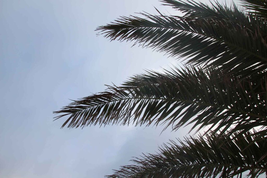 Silhouet van palmtakken