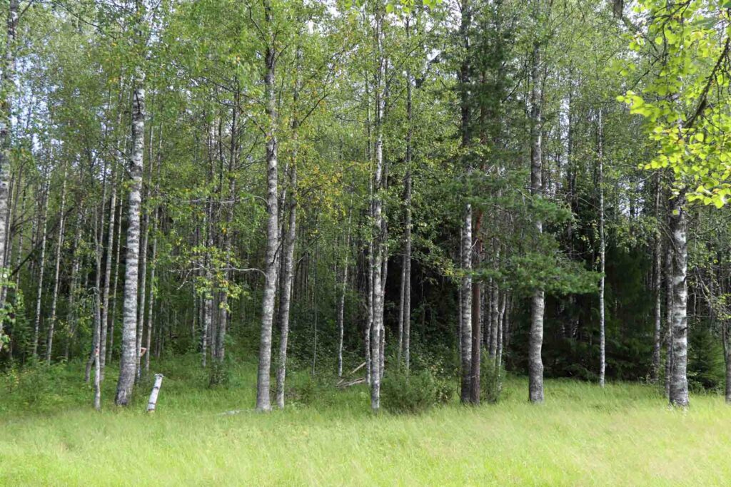 Berkenbomen NP Hiidenportti