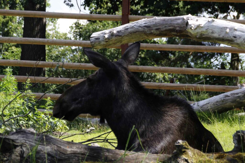 Eland