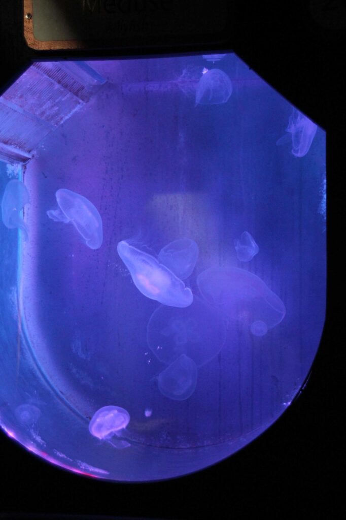 kwallen in het aquarium van Limoges