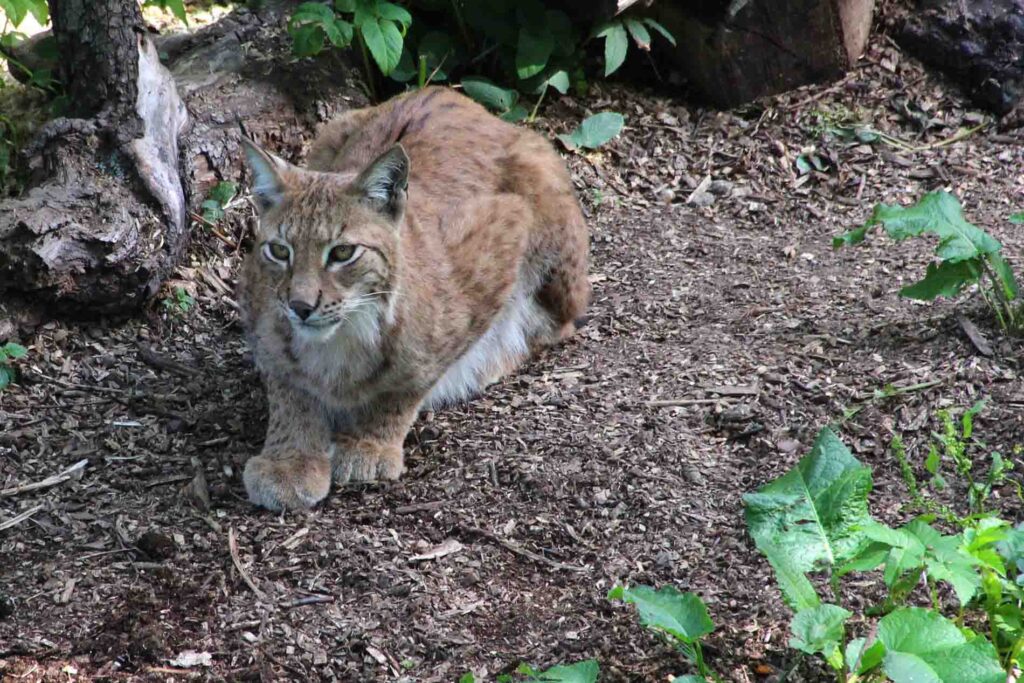 Lynx