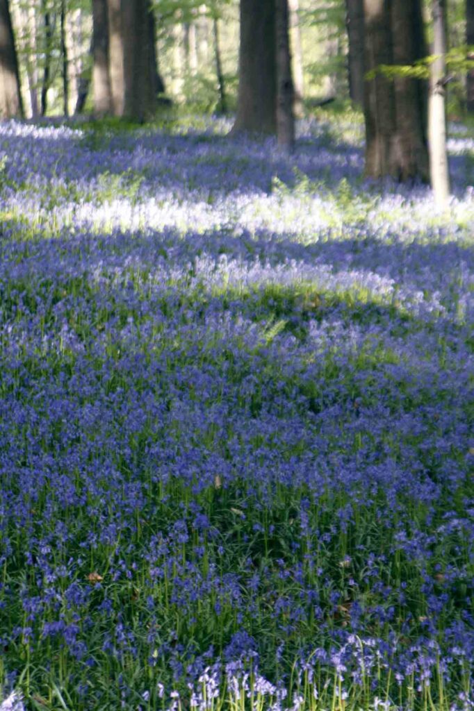 Zee van blauwe boshyacinten