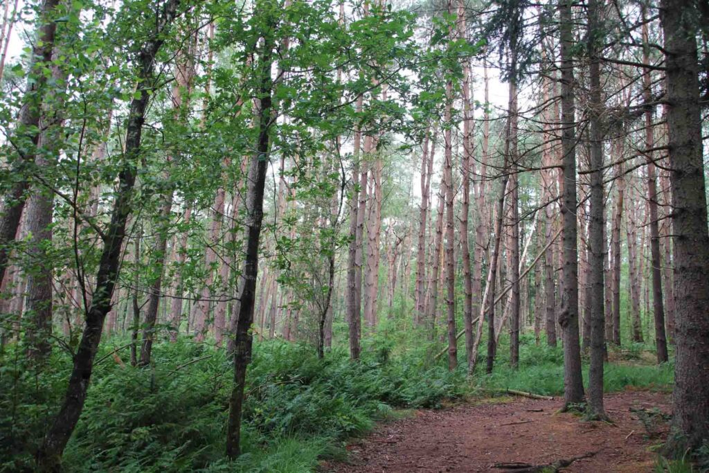 bomen