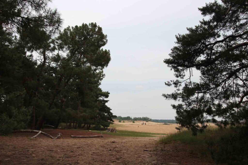 Overgang van bos naar stuifzand