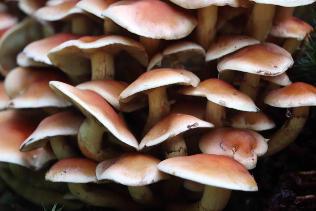 Paddenstoelen Utrechtse Heuvelrug