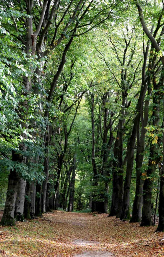 statige laan met bomen
