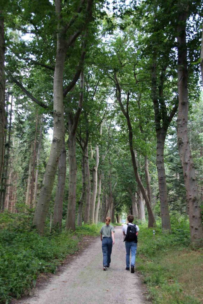 Wandelen in het Sterrebos