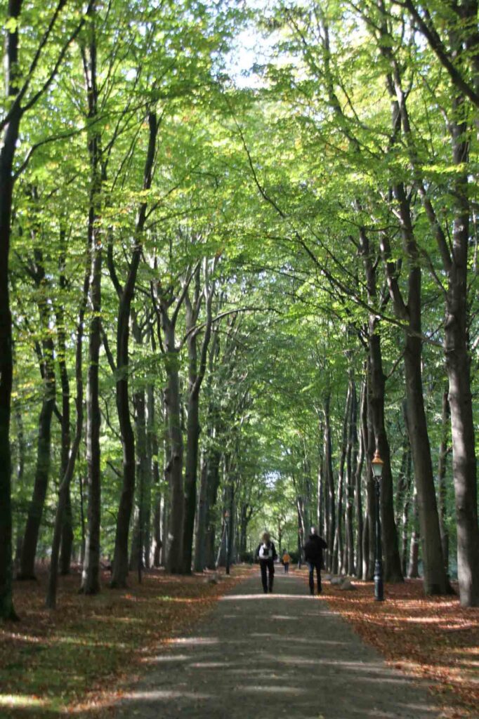 beukenlaan wandelroute de Paltz