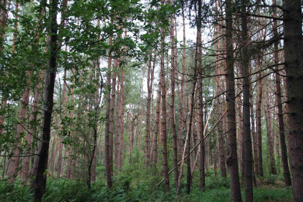 bos NP Loonse en Drunense Duinen