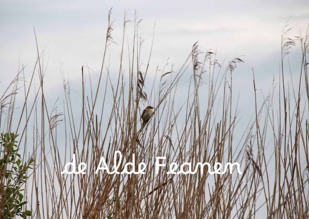 titel De Alde Feanen