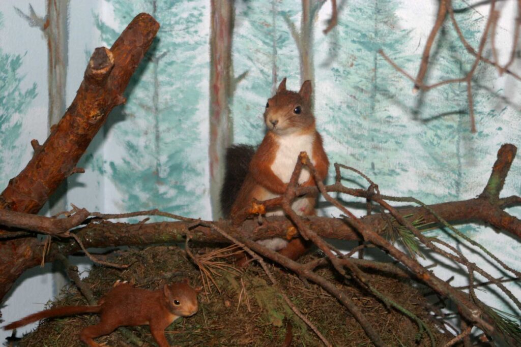 dieren Natuurmuseum Holterberg