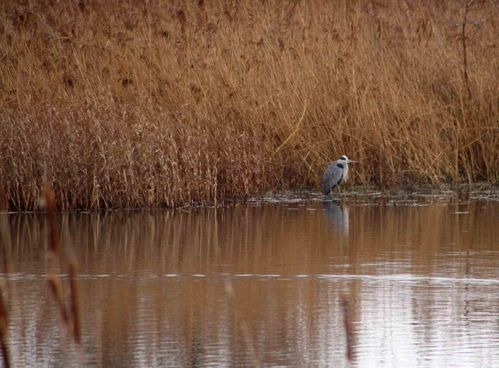 reiger in het riet