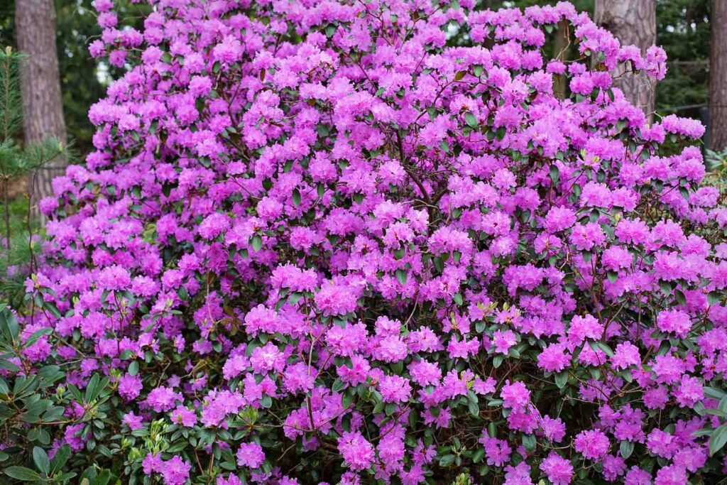 Rododendrons