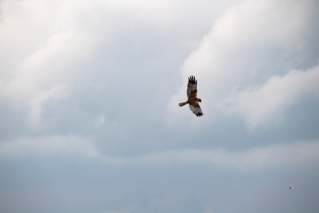 roofvogel NP de Alde Feanen