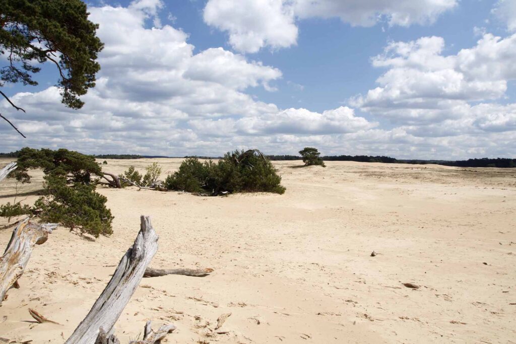 stuifzandlandschap De Hoge Veluwe