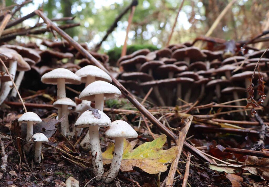 verschillende soorten paddenstoelen bij elkaar