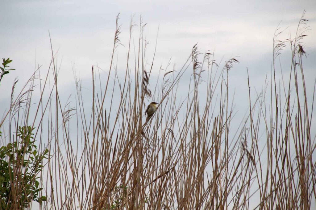 vogeltje in het riet