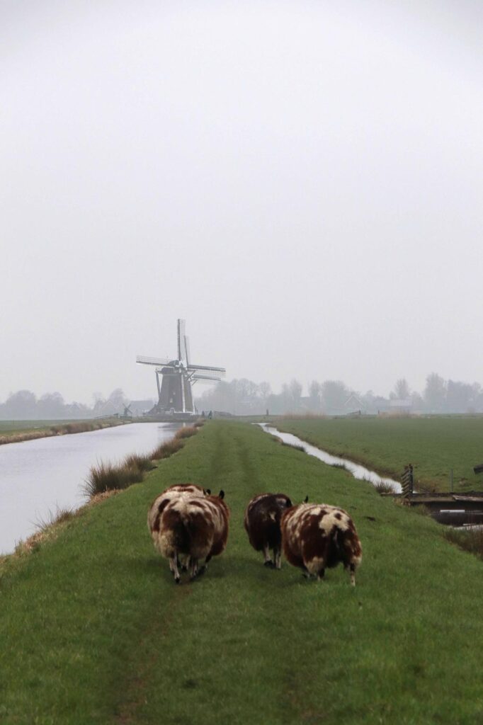 Duo Penotti schapen bij molen nummer 3