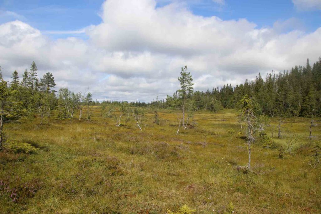 Wetlands tijdens de wandeling naar de top van de Lybergsgnupen.