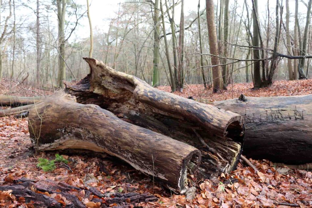 dood hout 2