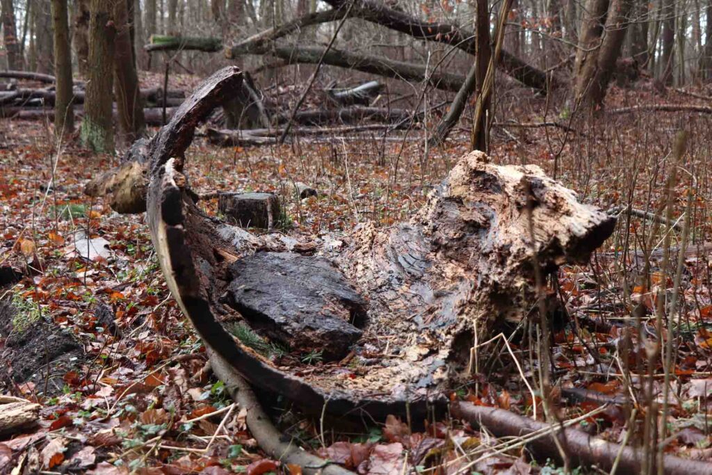 dood hout