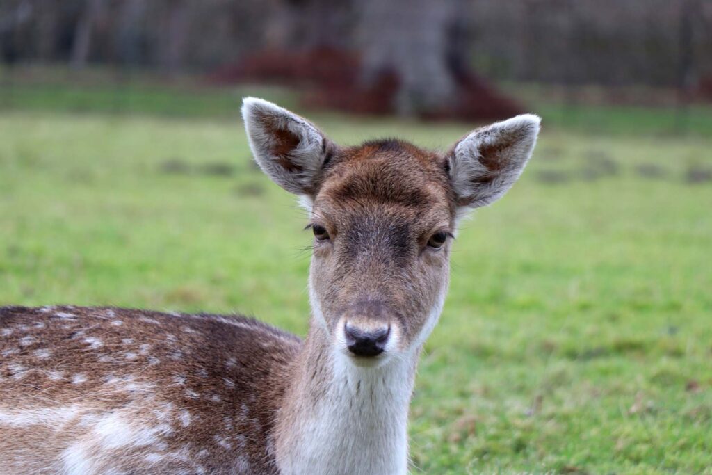 Hertenkamp Landgoed Elswout