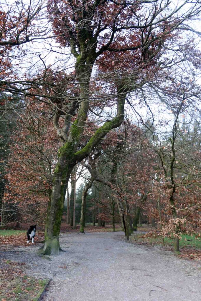 Vanaf de Kleine Kom neem je dit paadje en ga je daarna linksaf.