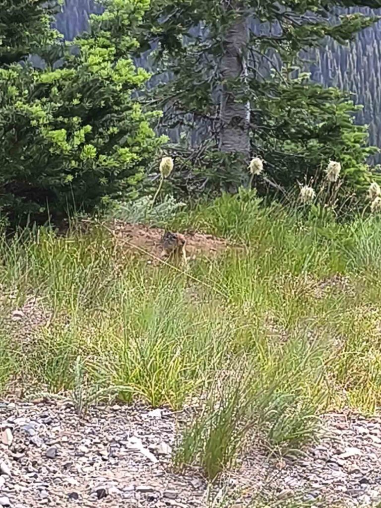 Marmot