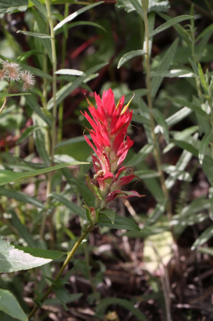 Paintbrush