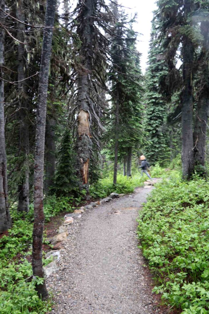 Wandelen in Mount Revelstoke NP