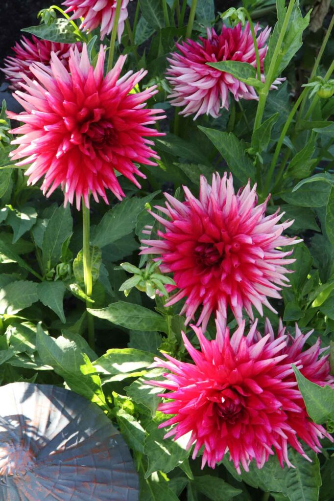 Dahlias