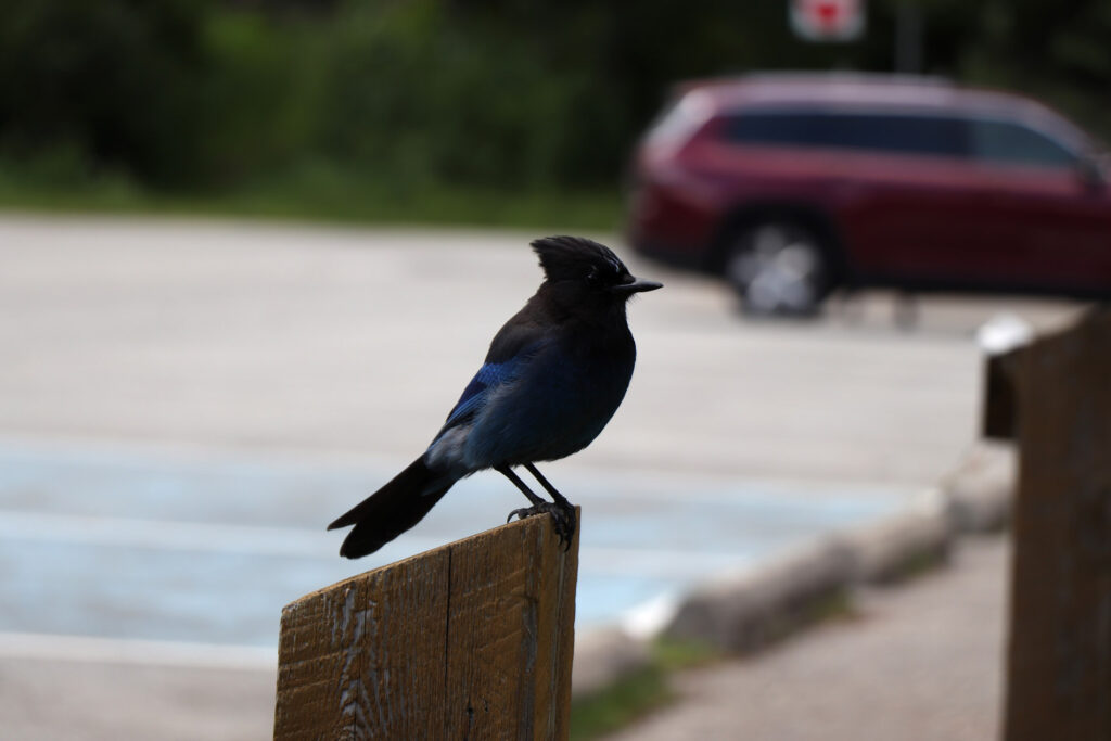 Stellar Jay