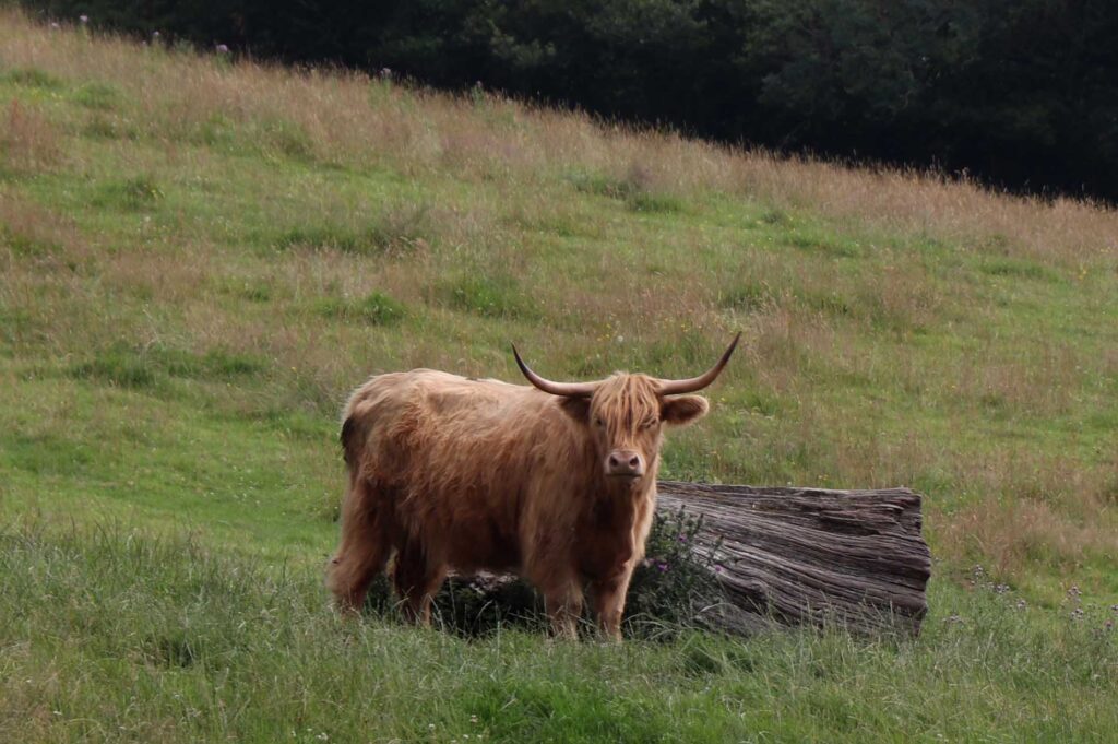 Schotse Hooglander