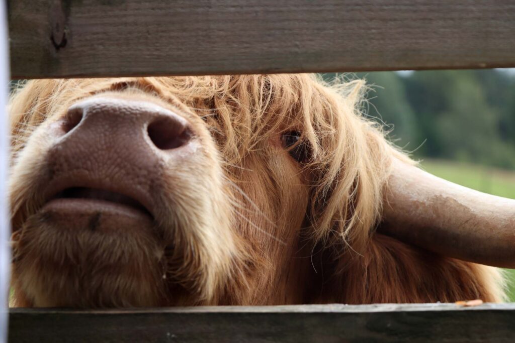 Schotse Hooglander close up